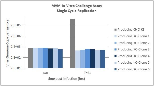 Six IgG producing SLC35A1 knockout clones as well as the wildtype producing cells were exposed to MVM. MVM replication is abrogated in SLC35A1 knockout cell lines.