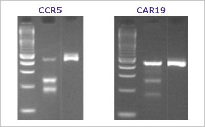 A typical T7E1 assay result