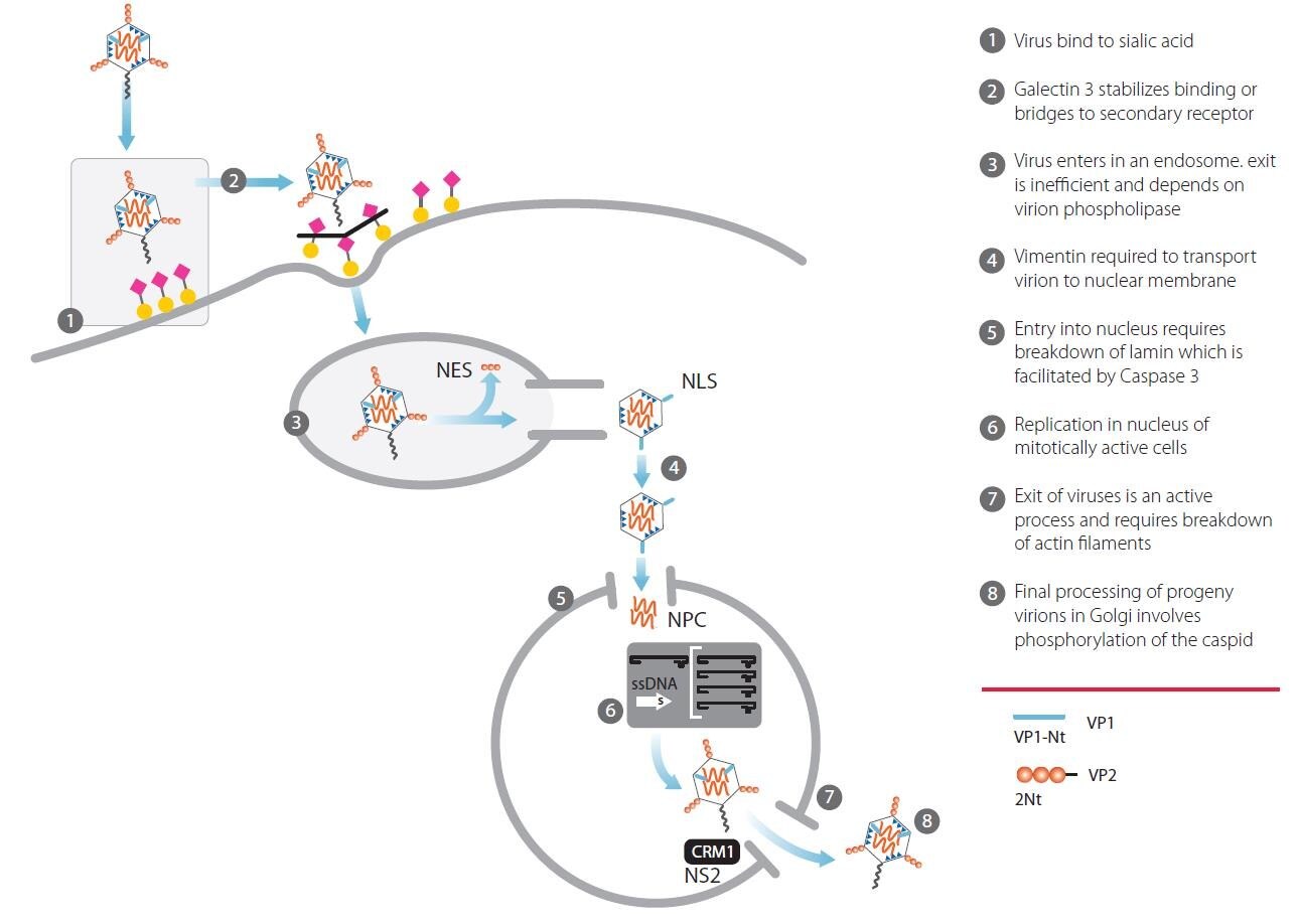 Infection and replication of Minute Virus of Mice in a host cell line