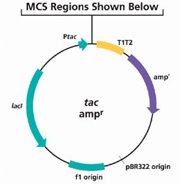 MCS Regions