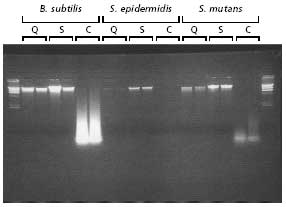 GenElute Bacterial Gram Positive