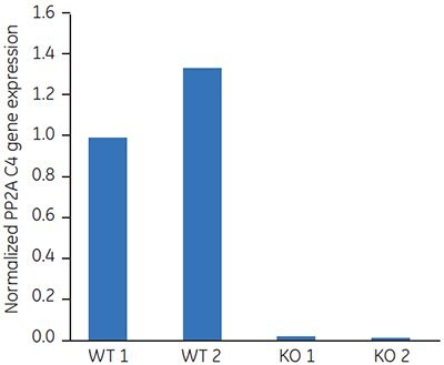 Expression of the protein phosphatase PP2A (SALK_035009)