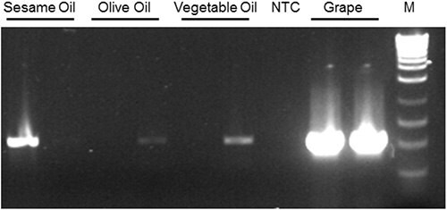 18S rDNA amplicons following end-point PCR of DNA samples