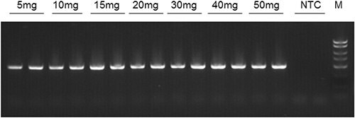 18S rDNA amplicons following end-point PCR of DNA samples