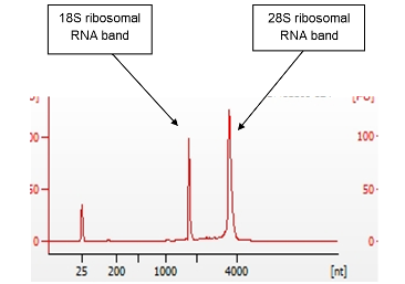 Agilent Electropherogram showing RNA extracted from an ECACC Cell line. RIN score for this sample was 9.9