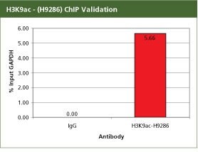 anti-acetyl-histone