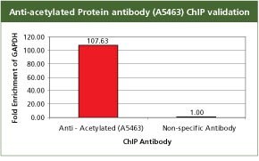 anti-acetylated-proteins