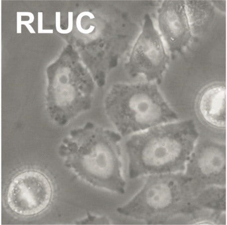 RLUC