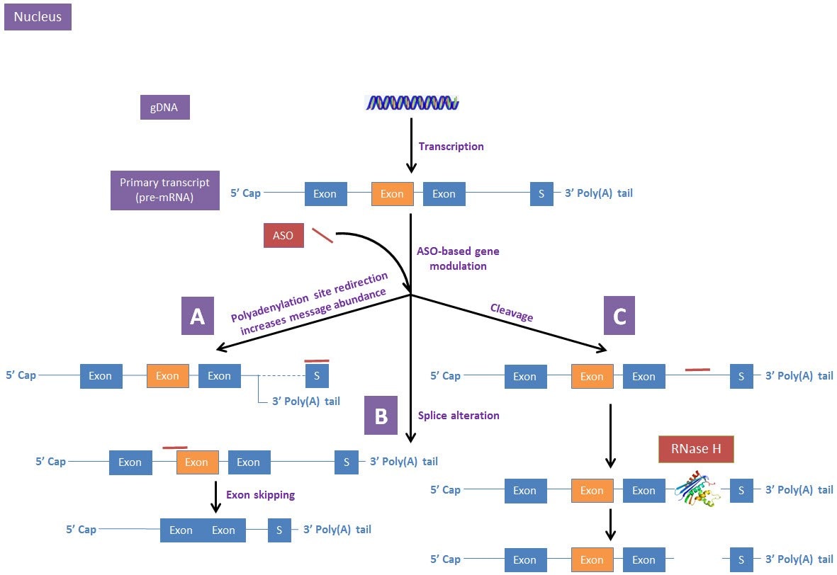 ASO-based gene modulation mechanisms in the nucleus