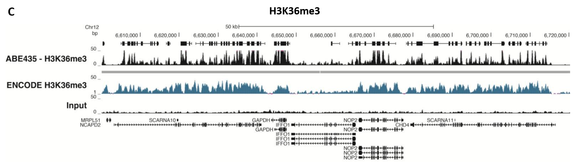 ChIP-Seq Analysis