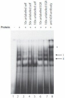 In-Vitro