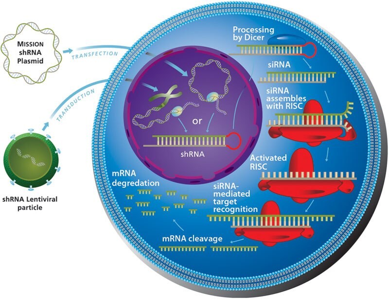 shRNA Process Diagram