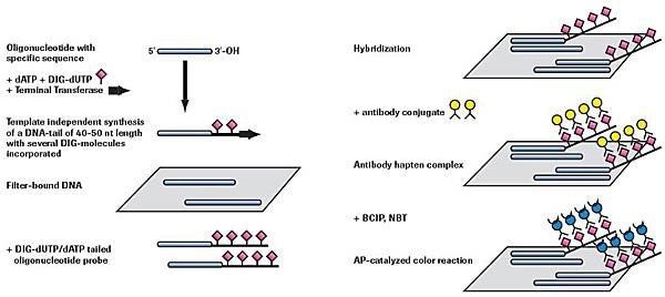 Nieradioaktywne ogonowanie i wykrywanie oligonukleotydów