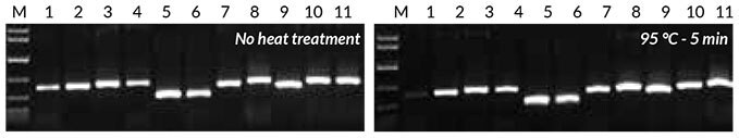 Results obtained with crude sample PCR