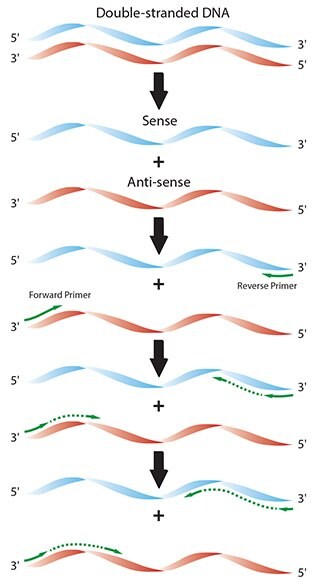 Diagram of the individual reaction processes in a typical PCR.