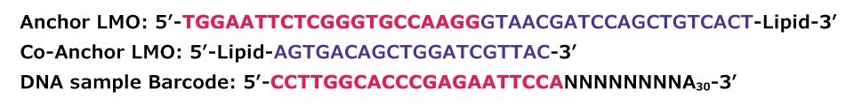 MULTI-seq DNA sequences of Anchor, Co-Anchor and DNA sample barcodes.