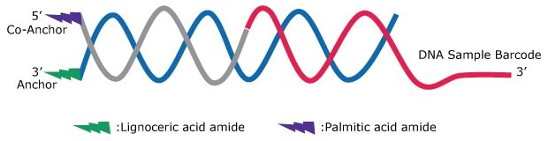 Membrane embedded Anchor/Co-anchor pair annealed to the DNA sample barcode.