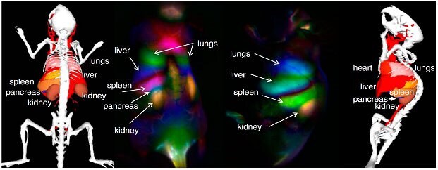 Dynamic Contrast Image of a mouse using functionalized SWNTs and Principal Component Analysis24 (Figure was adapted from reference  24)