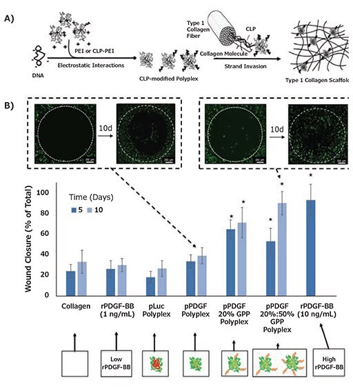 Collagen-mediated pDNA complex delivery A) Schematic of DNA/Collagen modification using CMP hybridization. B) CMP display promoted sustained PDGF-BB expression that resulted in >50% increases in % in vitro wound closure relative to collagen containing either low doses of rPDGF-BB or non-modified polyplexes encoding PDGF-B within 10 days. Reproduced from Reference 2 with permission from The Royal Society of Chemistry and Reference 3 with permissions.