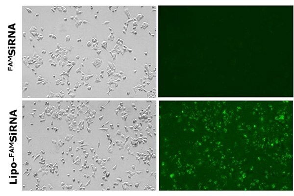 ^FAM^ siRNA was demonstrated in A549 lung cancer cells in vitro