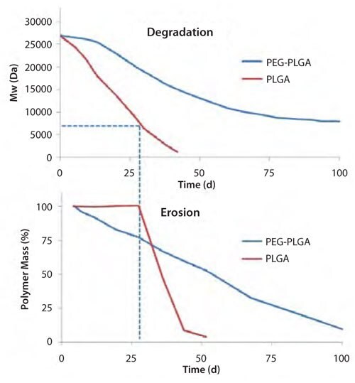 Typical time course of polymer degradation (top) and erosion (bottom) for PLGA and PEG-PLGA polymers.10-12