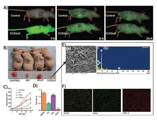 Regression of MDA-MB-231 tumor xenografts in mice treated with FCPZnO and PAC