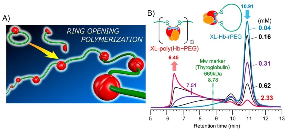 Schemat syntezy polimeru hemoglobiny (poli(Hb-PEG)) z natywnej hemoglobiny i dwufunkcyjnego maleimidu-PEG metodą polimeryzacji z otwarciem pierścienia 