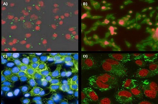 Targeting application of FNP nanoparticles