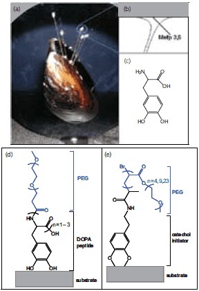 Biologically inspired strategies for grafting antifouling polymers onto surfaces.