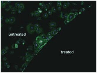 Fibroblast cell attachment