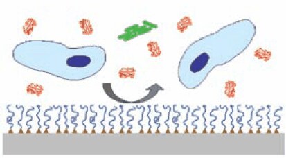 Grafted antifouling polymer systems