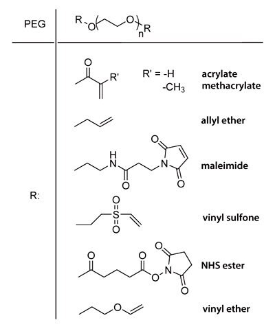 End groups of different PEG macromers.