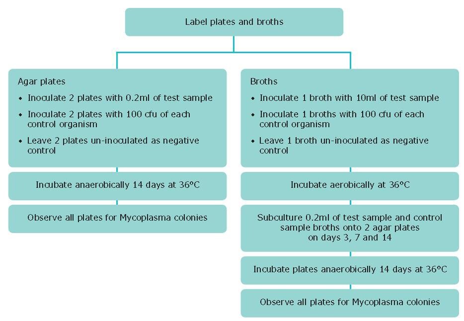 Testing Cells for Mycoplasma Contamination