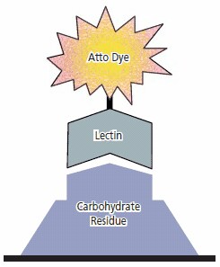 Direct one step binding of fluorescent labeled lectins.