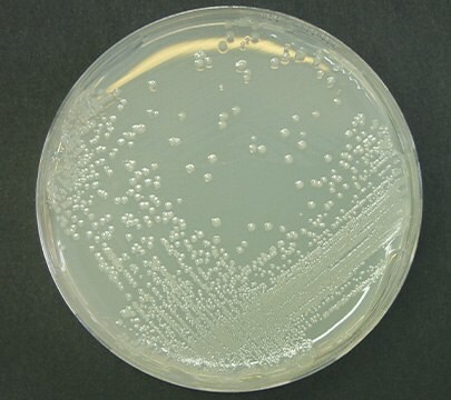 Alicyclobacillus acidoterrestris DSM 2498 colonies grown on a petri dish with BAT agar