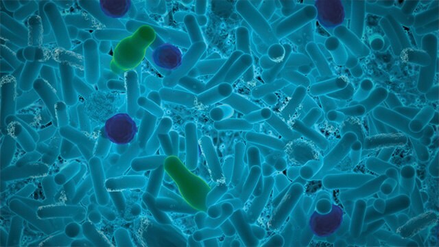 Alicyclobacillus spore forming bacteria bacteria