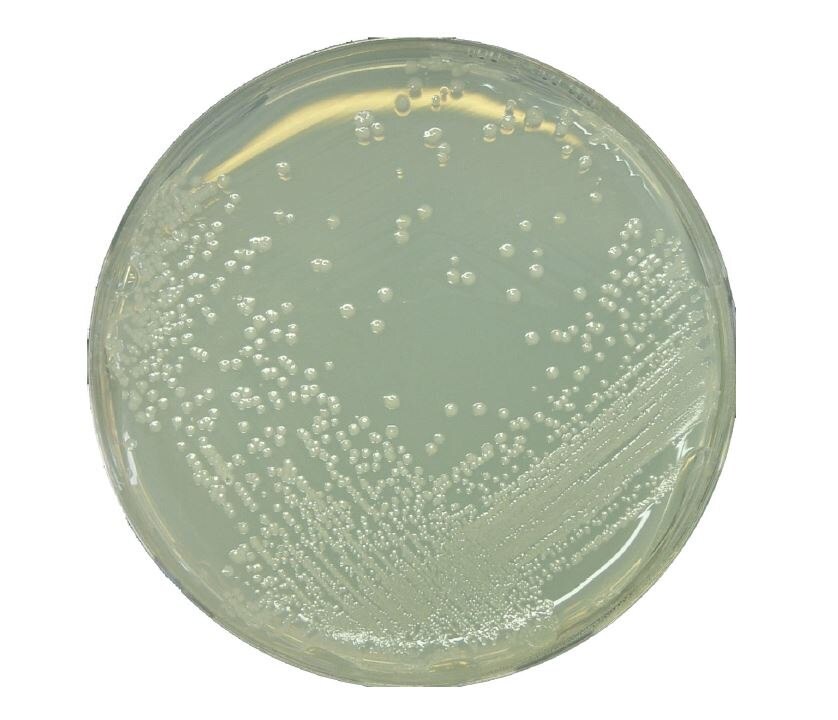 BAT寒天培地上の<i>Alicyclobacillus</i>属