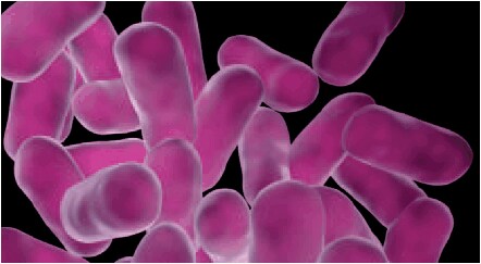 Lactobacilli, the Lactic acid bacteria is a common beer spoilage bacterium 