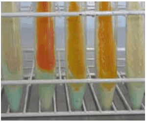 Different mycobacteria species grown on TB-Medium Base according to Löwenstein- Jensen