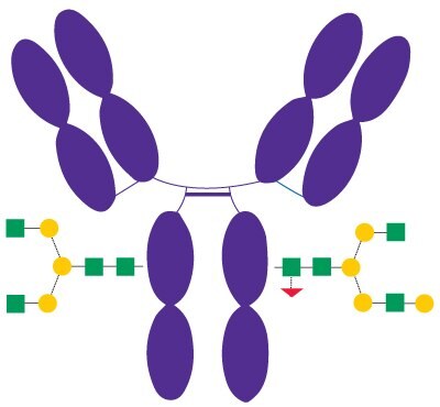 Diagrammatic representation of Rituximab