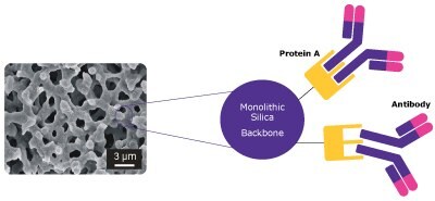 The image's left side provides a microscopic view of the Chromolith® WP 300 Protein A column, showcasing its bimodal pore structure in subdued grey tones. The scale is indicated as 3 µm. On the right side, an illustration demonstrates the precise alignment of the antibody, depicted with two long arms and two short arms, fitting seamlessly at a specific site on Protein A.