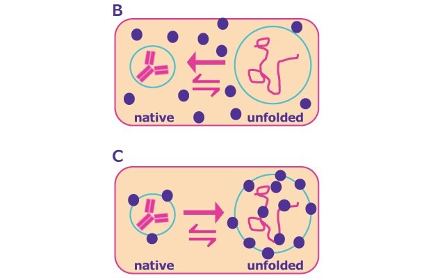 In solution, a dynamic equilibrium between the natively folded and (partially) unfolded protein state exists - the latter of which is susceptible to aggregation. Stabilizers can shift the equilibrium towards the natively folded state through preferential exclusion of the excipient from protein surface and hydration of the protein molecule or through preferential binding to the partially unfolded state of the protein, preventing aggregation and further degradation and later refolding.