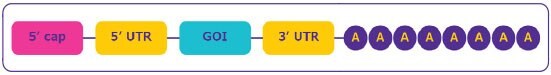 mRNA structure