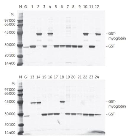  SDS-PAGE analysis of eluates from a screening of 24 randomly selected E. coli transformants containing cDNA expressing GST-tagged human myoglobin. M = LMW-SDS Marker Kit. G = purified rGST. 