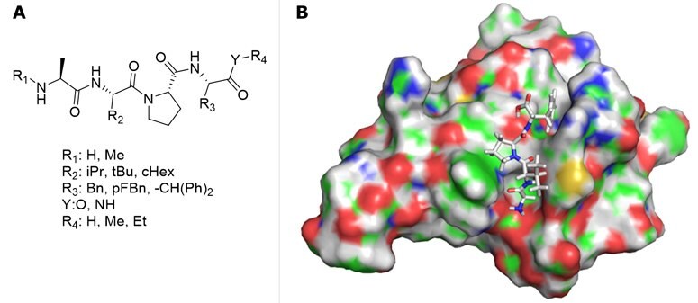 A) AVPI-mimetics library diversification for virtual screening. B) Representative docking of AVPF.