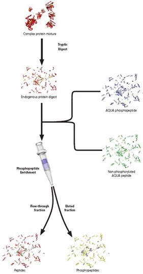 Enhance sensitivity of Protein-AQUA™ of Phosphopeptides through enrichment with a Gallium-IMAC Spin Column