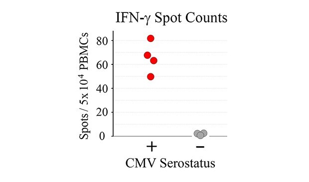 ELISpot assay using CMV-derived peptides to stimulate IFN-γ secretion.