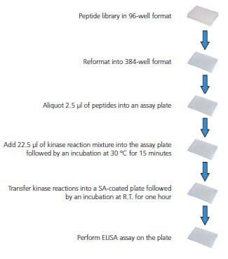 Overview of Screening Procedure