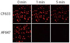 Relative photostability of CF633 and Alexa Fluor 647 (AF647) goat anti-mouse conjugates