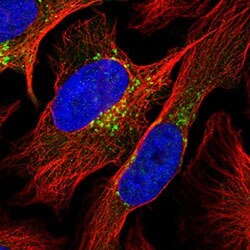 Anti-COPG1 antibody shows localization to the Golgi apparatus using IF staining.